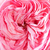 Rose - Rosiers floribunda - Mariatheresia®